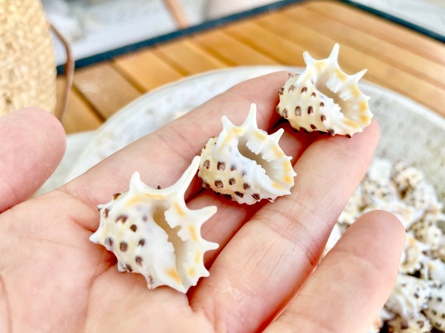 PACIFIC PRICKLY DRUPA Shells *You Choose Quantity* .75-1" Natural Orange White Spotted Small Craft Seashell Coastal beach Home Décor