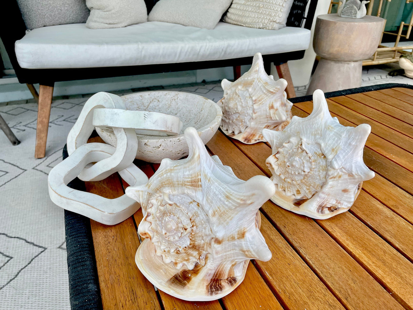 YELLOW HORNED HELMET Shell *All Sizes* Natural Orange Polished Glossy Interior Display Seashell Cassis Cornuta Coastal Beach Home Décor