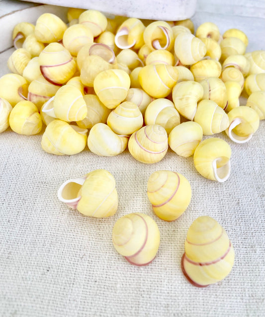 YELLOW LAND SNAIL Shells 3/4" *You Choose Quantity* Colored Small Craft Seashells Coastal