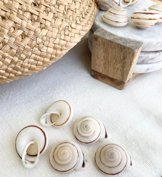 OBBA BIGONIA SHELLS * You Choose Quantity* 1.25" Striped Small Craft Seashell Land Snail