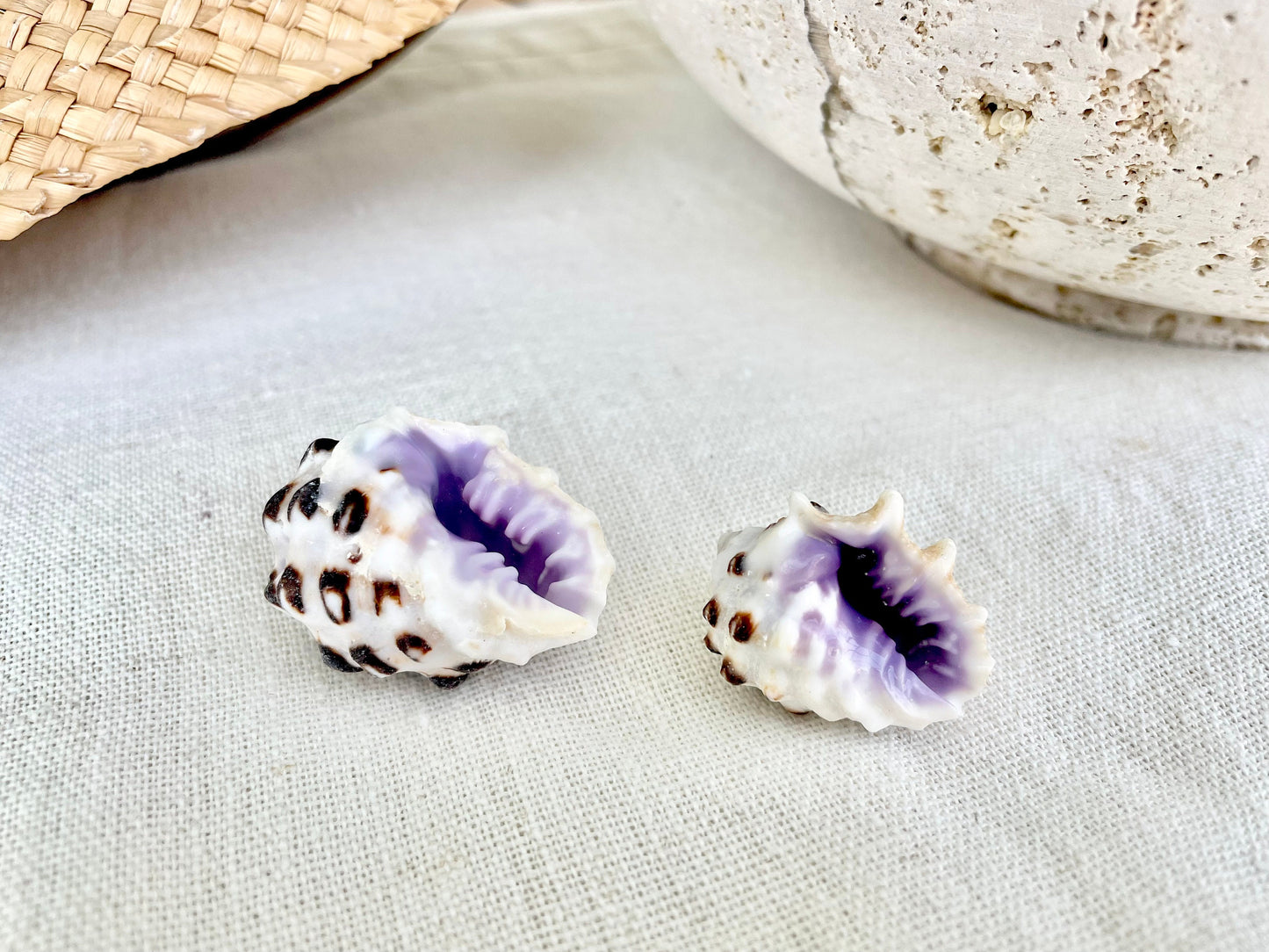 PURPLE DRUPA SHELLS 1-1.25" *You Choose Quantity* Spotted White Small Craft Seashells