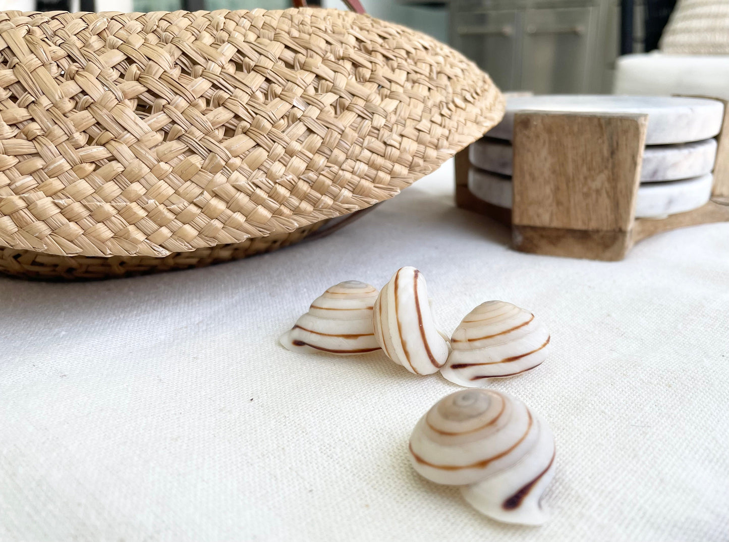 OBBA BIGONIA SHELLS * You Choose Quantity* 1.25" Striped Small Craft Seashell Land Snail