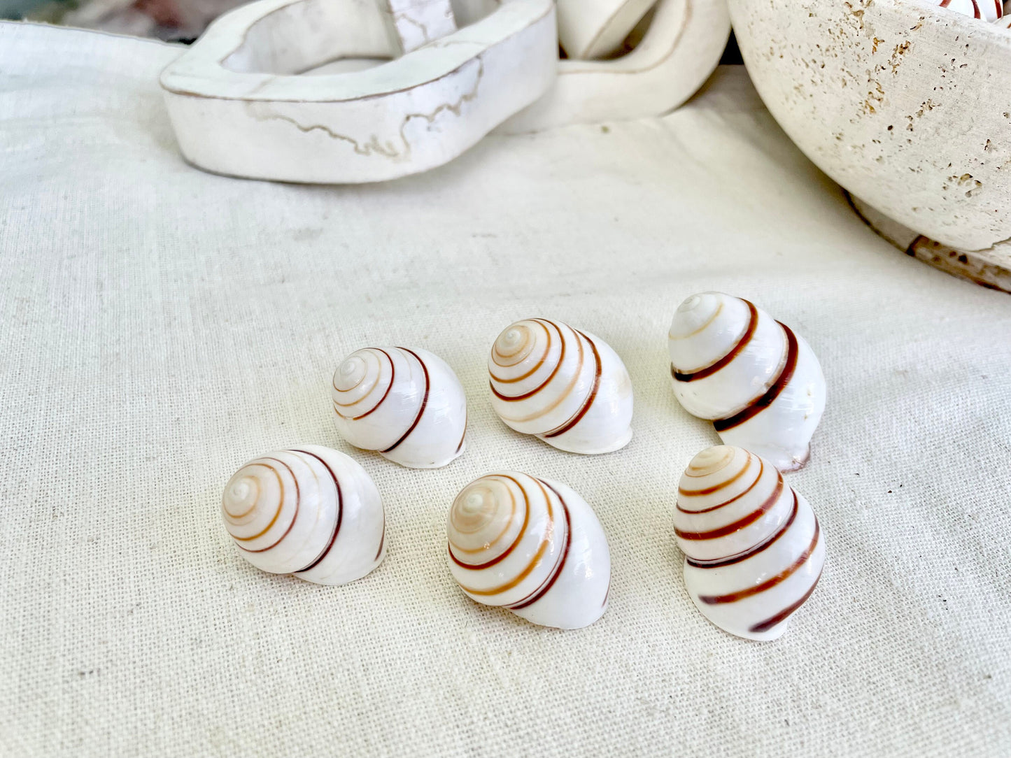 LAND SNAIL Shells *You Choose Quantity* 1.5" White Brown Striped Small Craft Seashells