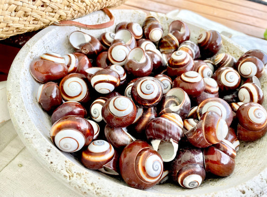 BROWN LAND SNAILS Shells 1.25" *You Choose Quantity*White Striped Small Craft Seashells