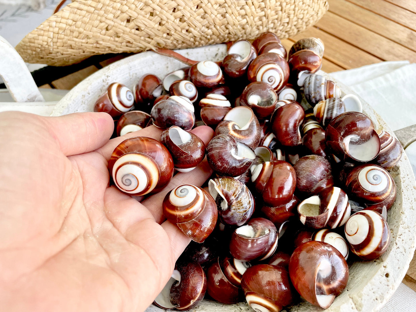 BROWN LAND SNAILS Shells 1.25" *You Choose Quantity*White Striped Small Craft Seashells
