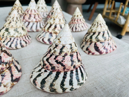STRAWBERRY TROCHUS SHELLS 4" Polished Pink White Stripes Display Seashell