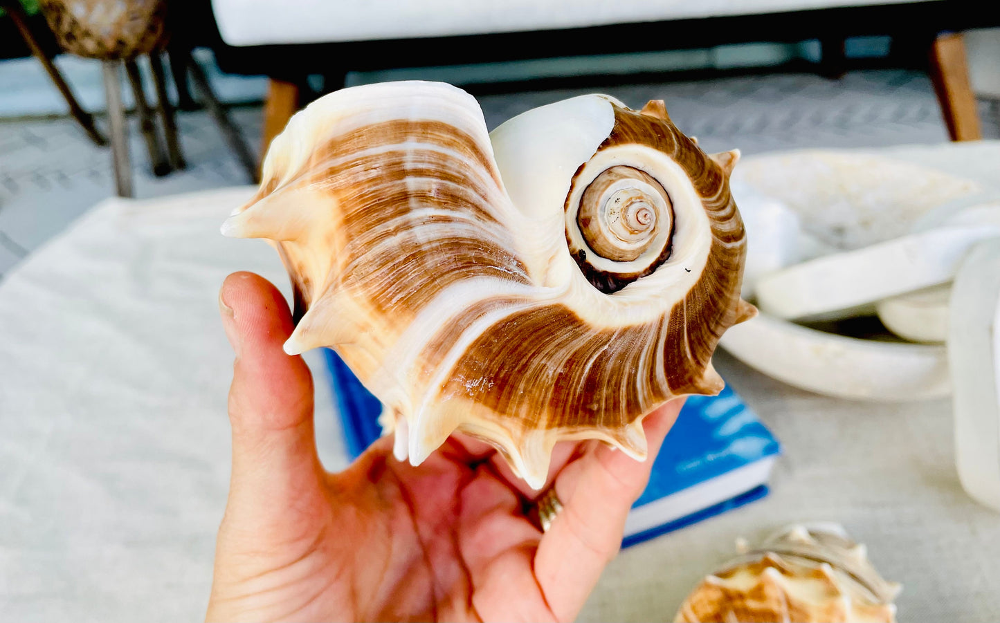 KING CROWN SHELLS *You Choose Color* 4-5" Natural Display Seashell Coastal Beach Home Décor Blonde Brown White Stripes Melongena Corona