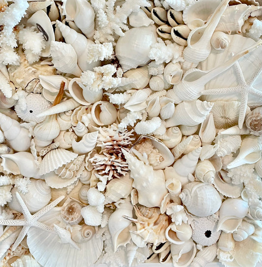 Handmade Seashell Collage Wall Art: Natural Coastal Home Decor White