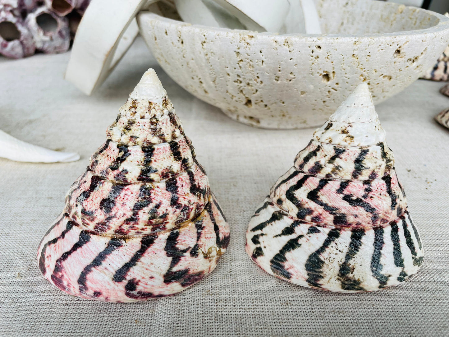 STRAWBERRY TROCHUS SHELLS 4" Polished Pink White Stripes Display Seashell