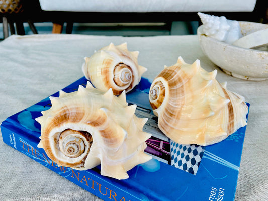 KING CROWN SHELLS *You Choose Color* 4-5" Natural Display Seashell Coastal Beach Home Décor Blonde Brown White Stripes Melongena Corona