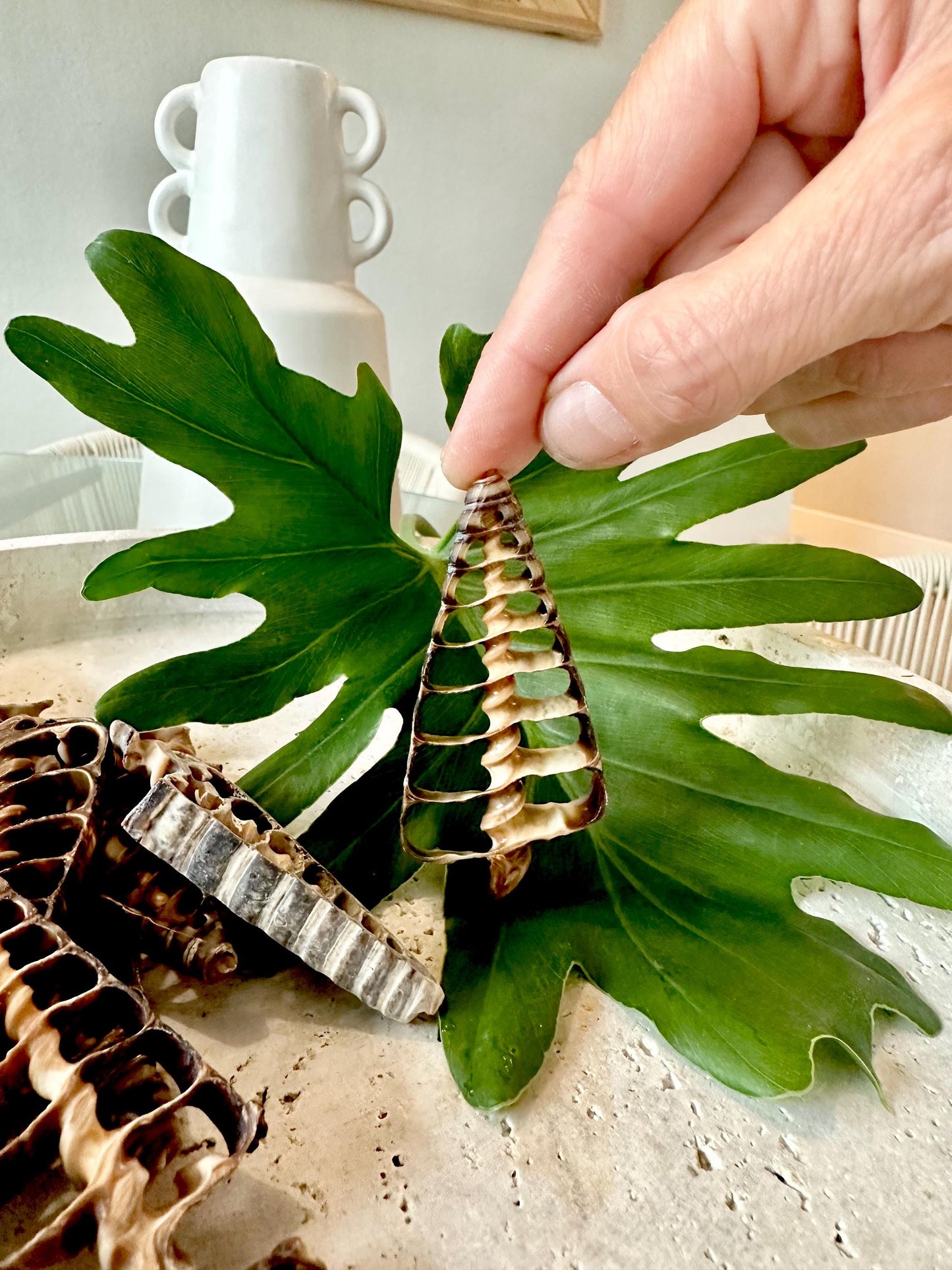 AUGER CENTER SLICES Cut Shells *You Choose Quantity* Christmas Tree Shaped 2.5-3" Telescope Center Cut Natural Brown Small Craft Shells