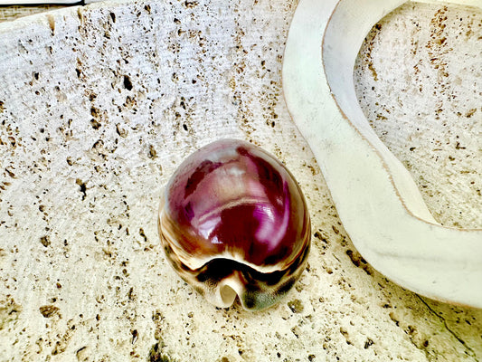 HUGE COWRIE SHELLS 3" *Purple or White* Natural Display Seashell Tiger Cowry