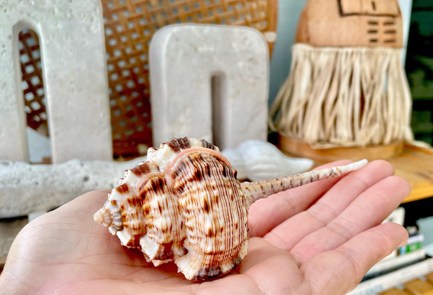 Pink Snipes Bill Murex Seashells 2-6" *You Choose Size*Coastal Décor Crafts