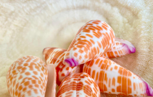 PURPLE TIP CONE Shells 2-2.25" Orange White Spots Display Seashell