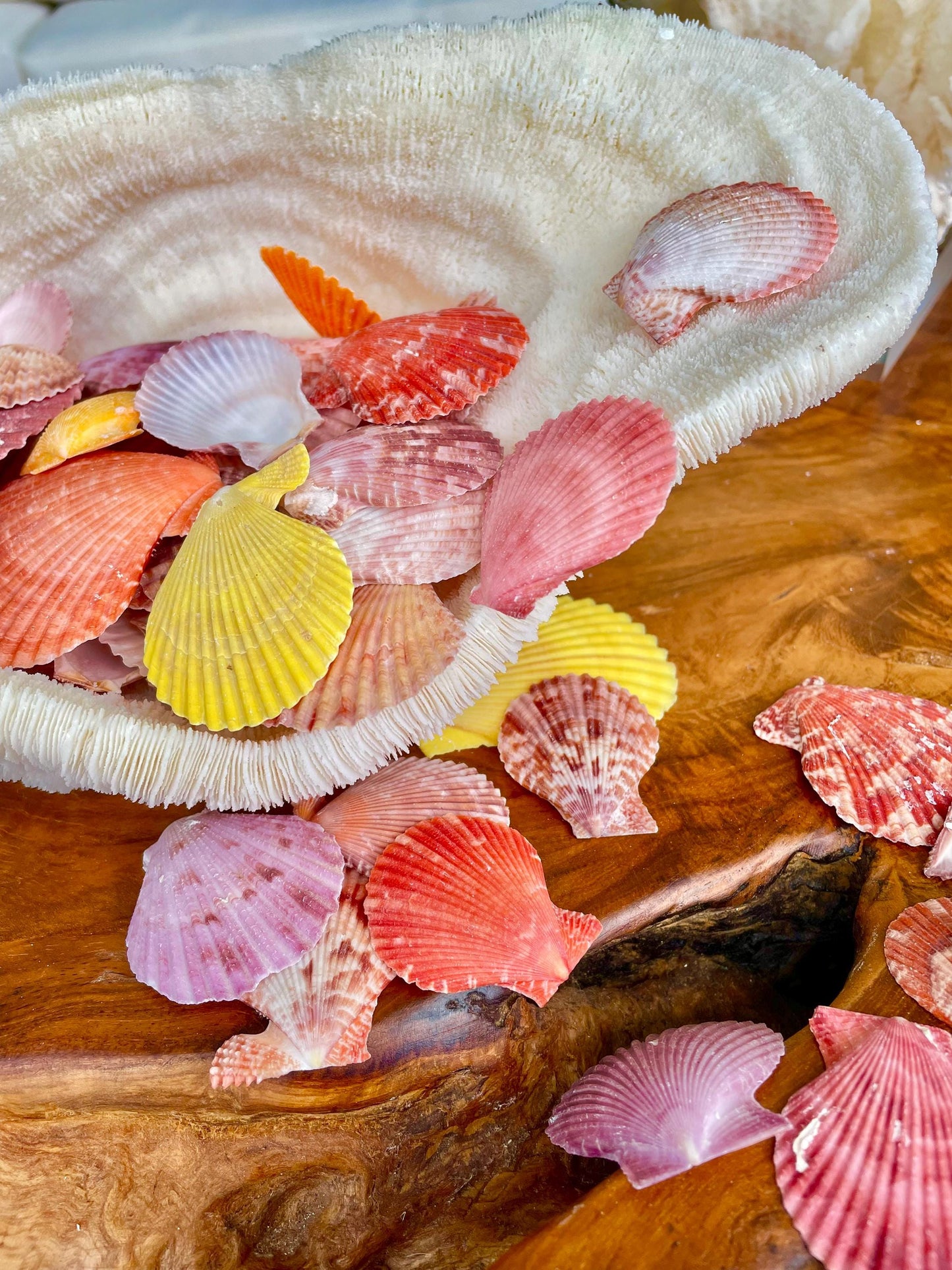Pecten Nobilis Scallop Shells: 1.5-2" *Bulk 2.2 pds / 1 Kilo* Colorful Small Craft Seashells