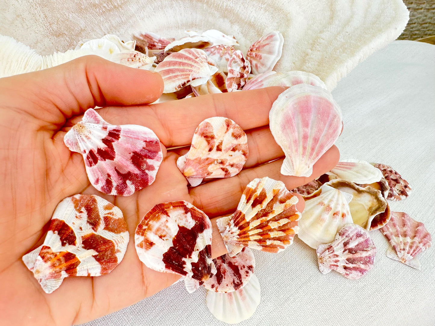 PECTEN AMICULUM Scallop Shells 1.5"-1.75" Bulk Kilo 250pc. Colorful Crafts Seashells