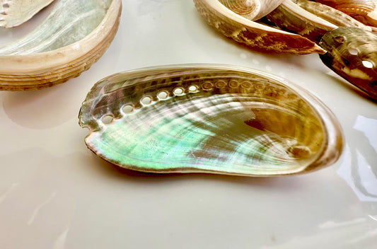 Donkey Ear Abalone Shells (1.5-3") Natural Green Silver Seashells for Craft & Coastal Décor