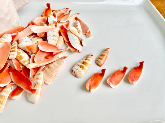 RED LIP SLICED Cut Shells *100 Slices* 1.5-2" Natural Colored Small Craft Seashells Strombus