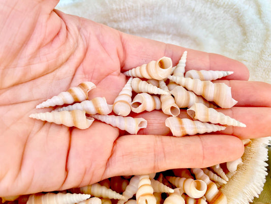 TINY TURRITELLA SHELLS Unicorn Horn* You Choose Quantity* .75-1.25" Natural Craft Seashells Purple Beige White Auger Mini Screw Coastal