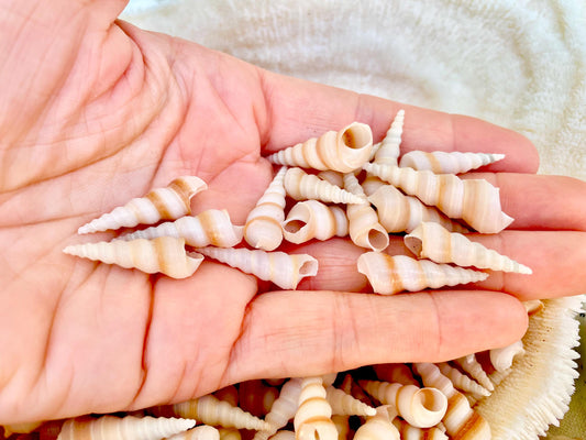 TINY TURRITELLA SHELLS Unicorn Horn .75-1.25" *You Choose Quantity* Craft Seashells Purple Beige