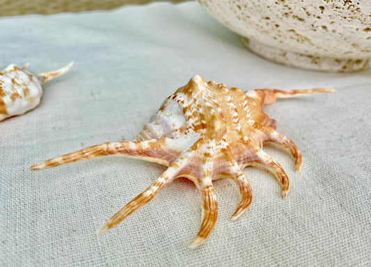 ORANGE SPIDER LAMBIS Shell: 4-5" Conch Seashell Crafts Coastal Beach Home Décor