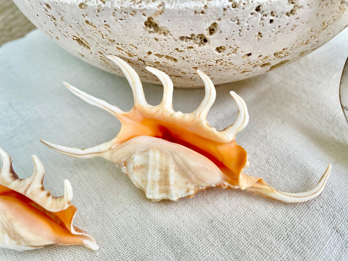 ORANGE SPIDER LAMBIS Shell: 4-5" Conch Seashell Crafts Coastal Beach Home Décor