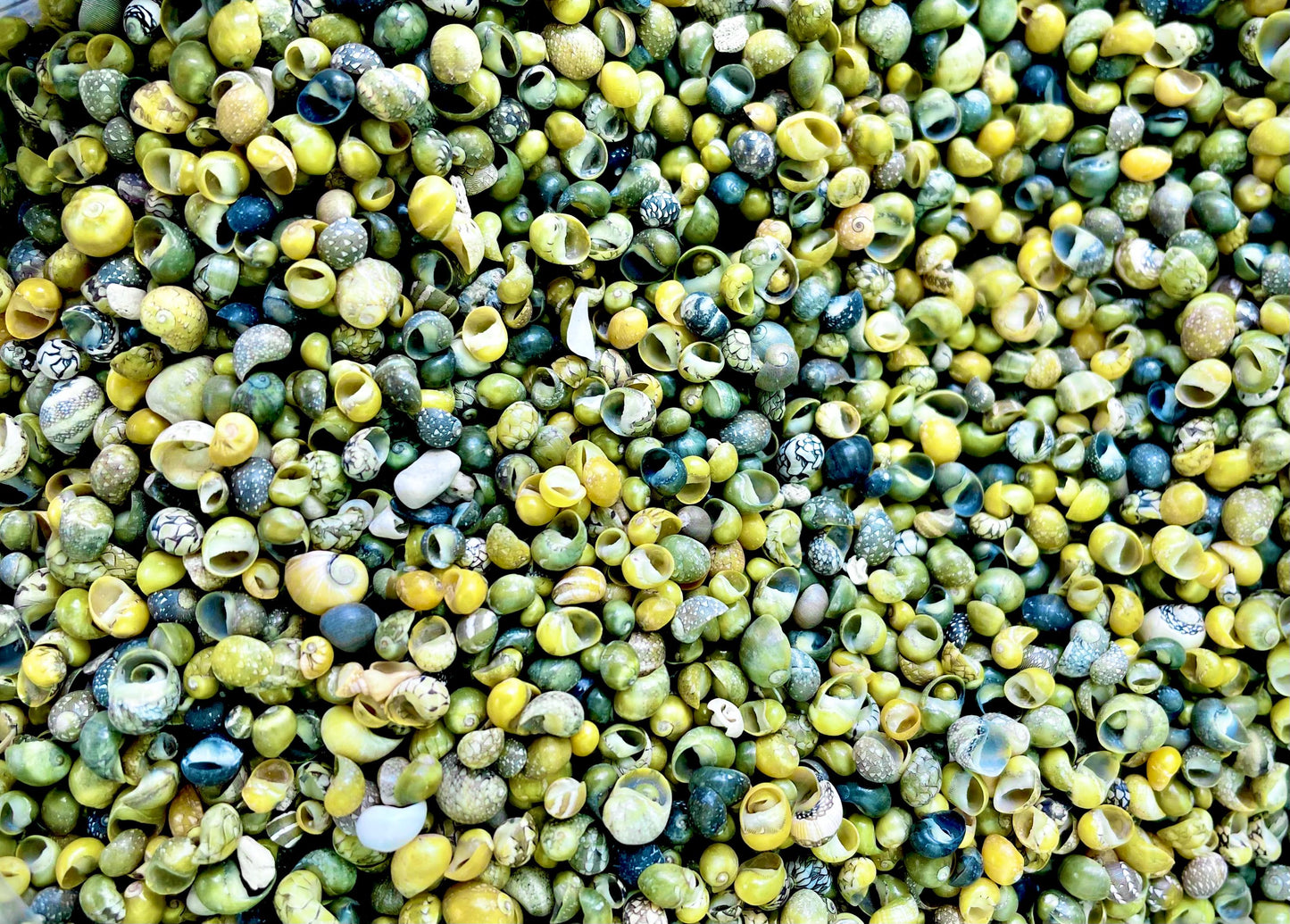 MONGO LITTORINA SHELLS *You Choose Color & Quantity* Tiny 1/4" Green Yellow Craft Seashells