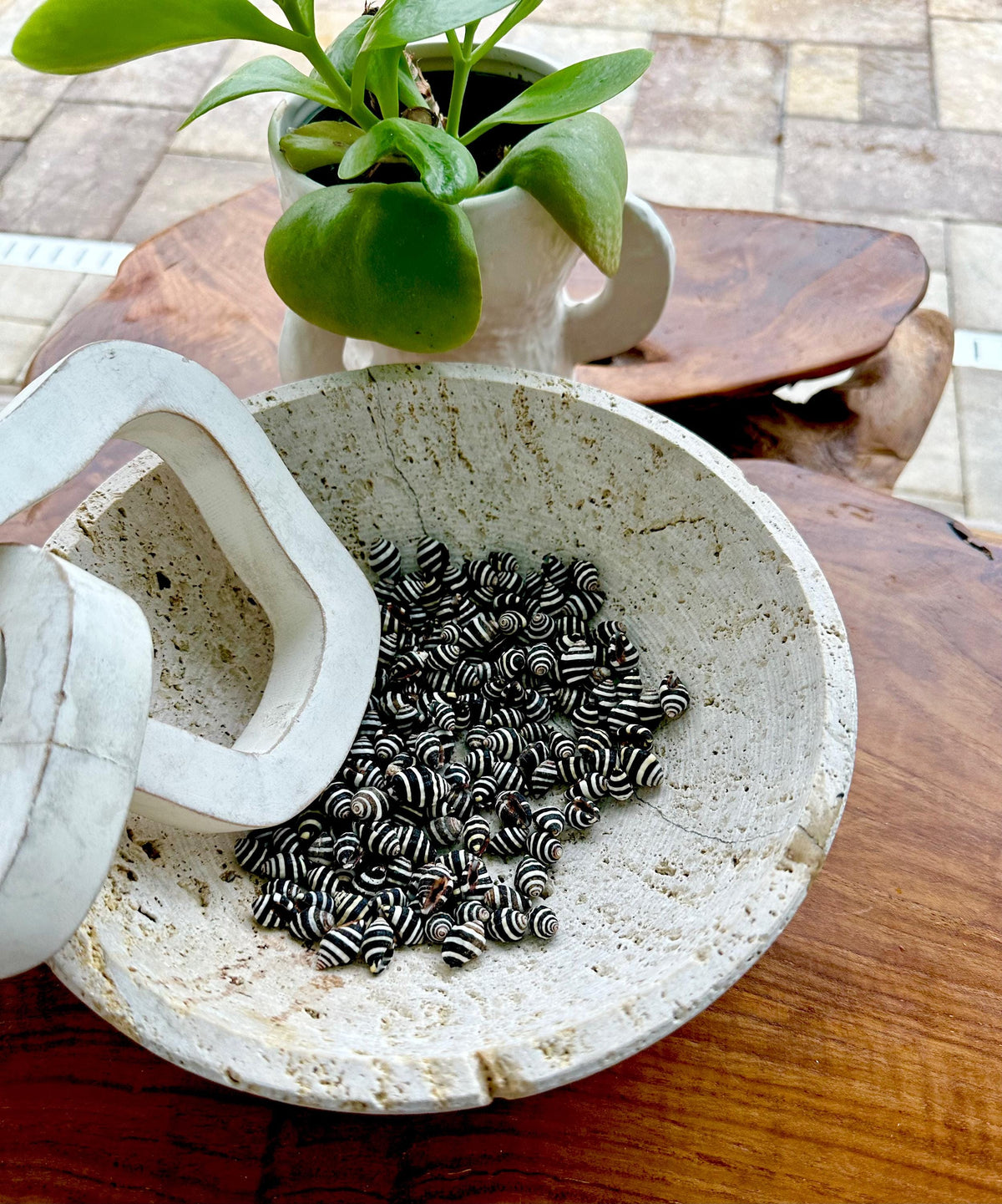 BEEHIVE BUMBLEBEE SHELLS 1/4-1/2" *You Choose Quantity* Black White Tiny Craft Seashells