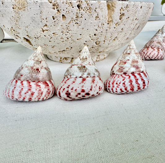 STRAWBERRY PINK TROCHUS 2-2.5" Polished Shells *Set of 3* Display Pyramid Top Seashells