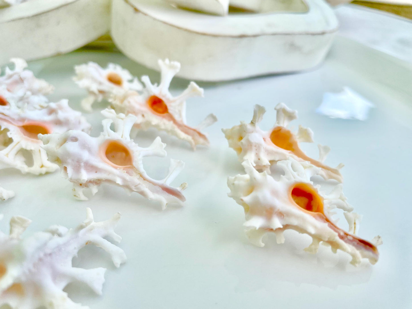 HOMALOCANTHA ANATOMICA ZAMBOI Murex Shell 1.5-2" Knobby White Pink Rare Display Seashell