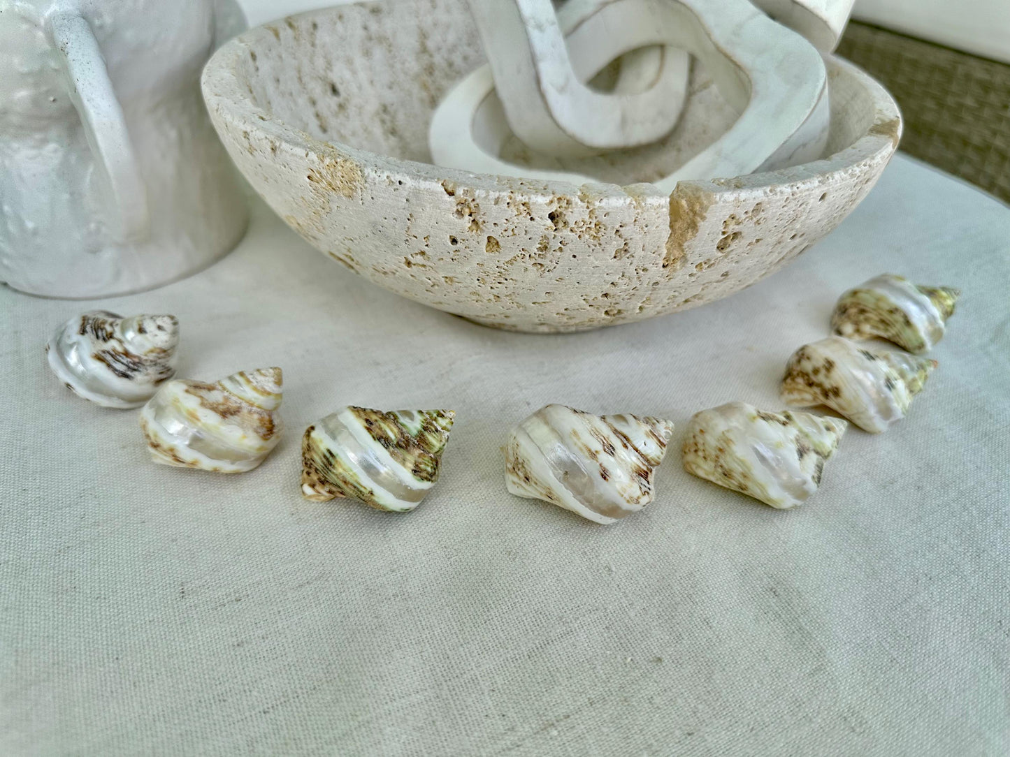 GOLDMOUTH TURBO SHELLS *1.5-2" Set of 3 *Natural Polished Banded Orange Hermit Crab Seashells Opening .75-1" Coastal Beach Home Décor