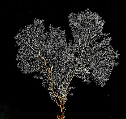Natural Dried White Sea Fans (7"-20") *You Choose Size* Beach Coastal Décor