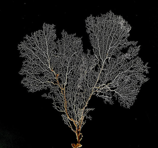 Natural Dried White Sea Fans (7"-20") *You Choose Size* Beach Coastal Décor