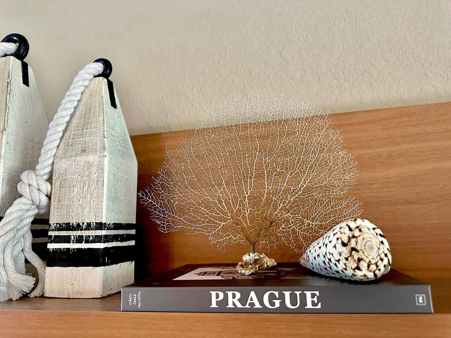 Natural Dried White Sea Fans (5"-20") *You Choose Size* Beach Coastal Décor