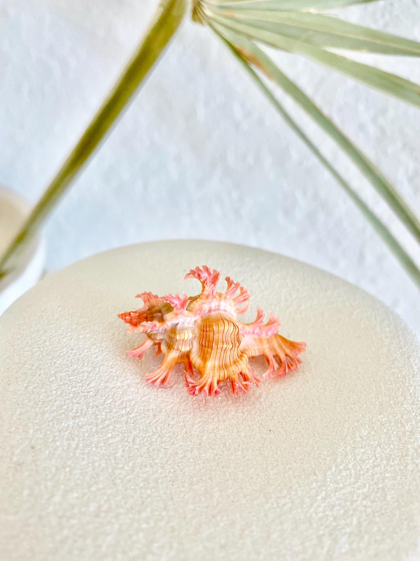 MUREX ACULEATUS Shell *All Sizes* Rare Natural Pink Pendant Display Real Seashell Collectors Coastal Décor Home Beach Nautical