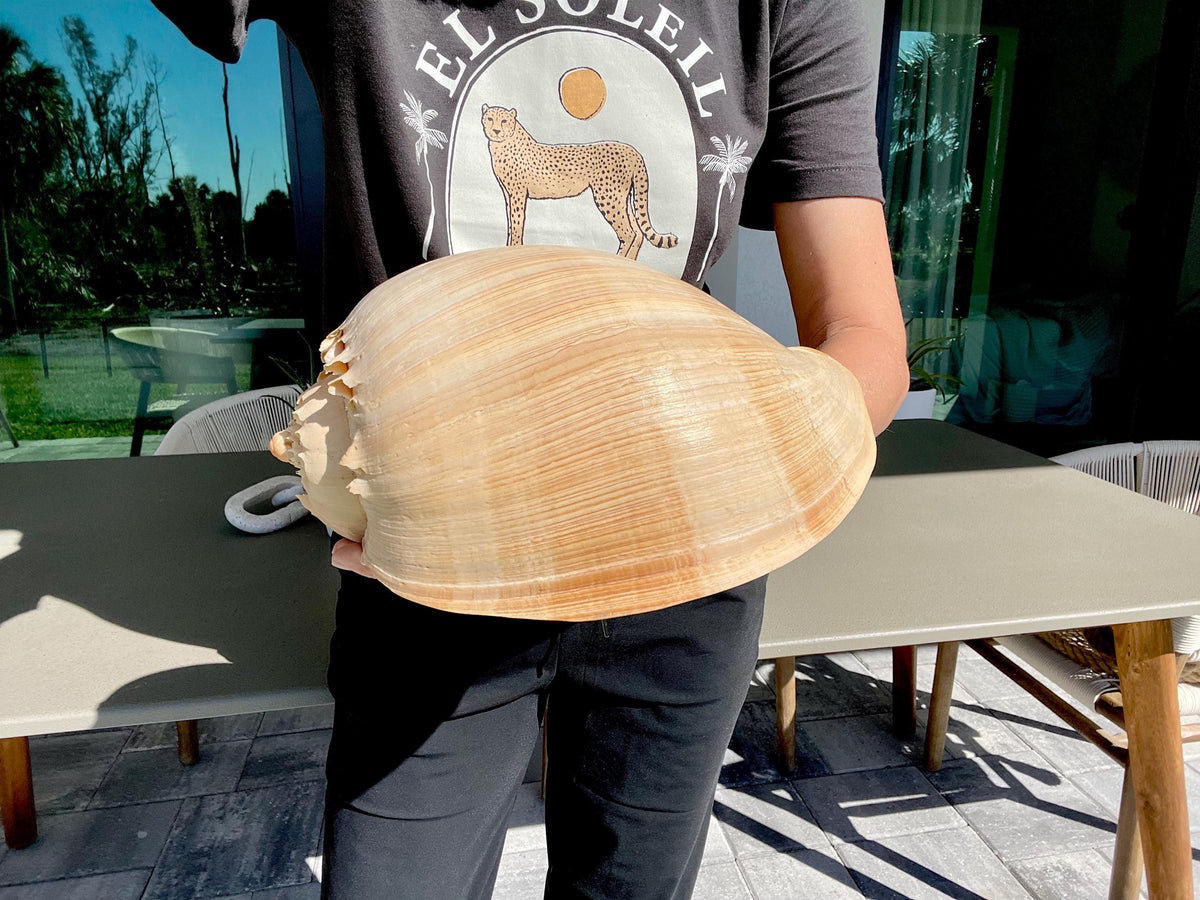 CROWNED BALER MELON Shell *All Sizes* Golden Peach Large Display Seashell Coastal Planter