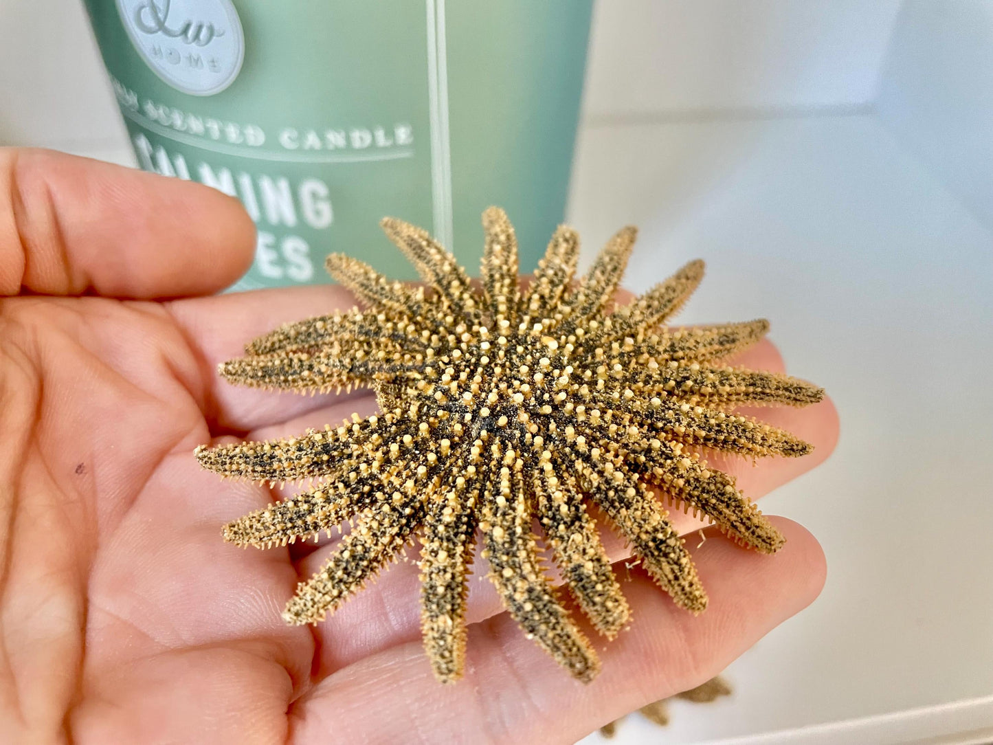 Mexican Sunflower Starfish Authentic 100% Real 2-5" *You Choose Size* Sea Star Wedding Décor Unique Brown Beach Real Dried