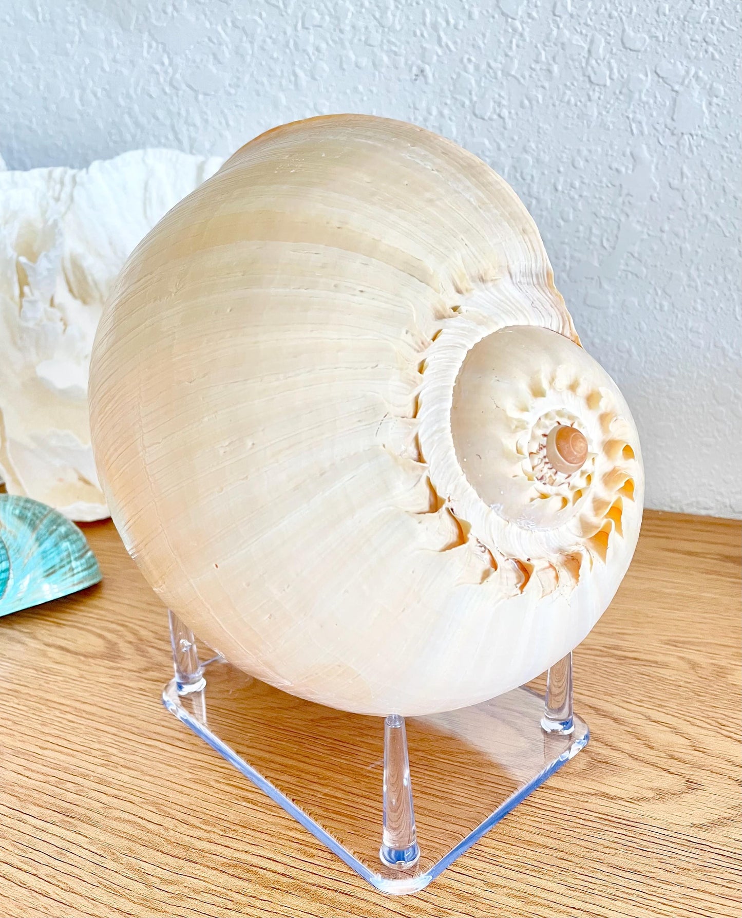 Large Clear Lucite Acrylic Display Stand 6.25 x 4.5 x 2.25" For Mounting Seashells, corals, and more... 4 Leg Riser