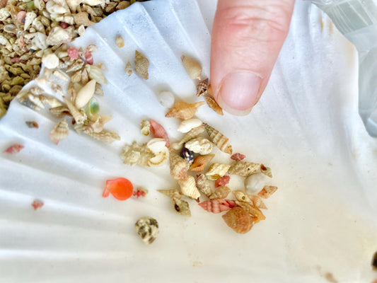 SUPER MICRO Shells 5-10mm, Less then 1 cm *Pack of 25* Craft Seashells