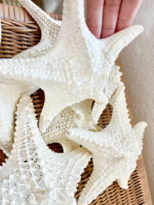 Knobby Starfish 1-10" *You Choose Size* Off White/Tan Crafts & Coastal Décor