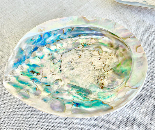 SILVER ABALONE SHELL Huge 5.5-6" X-Large High Gloss Polished Display Seashell
