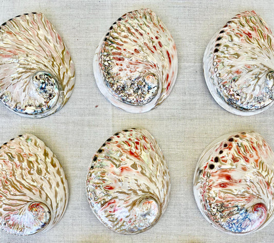 Red/Silver Abalone Shell, 5-5.5" Polished Seashell Display Dish
