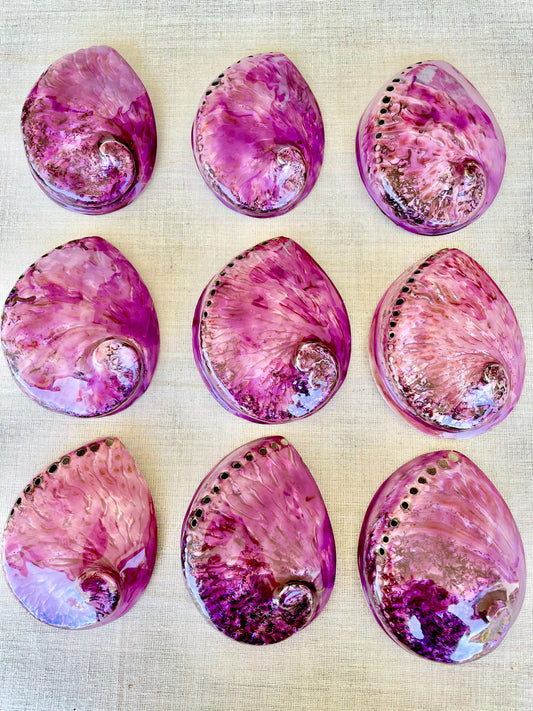 Purple Abalone Shell 5.5-6": High Gloss Iridescent Coastal Décor