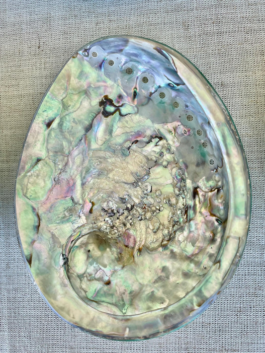 Green Abalone Seashell: XL 5.5-6" Iridescent Coastal Décor, Sage Dish