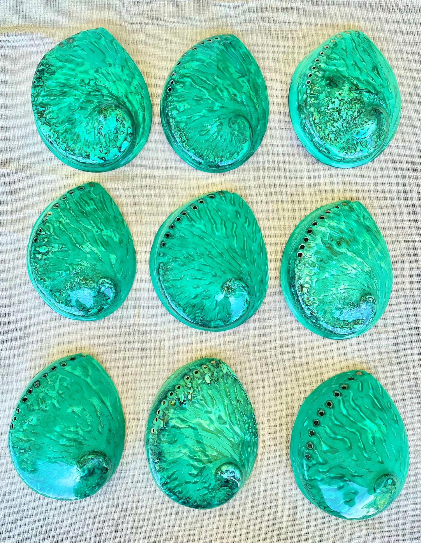 GREEN ABALONE SHELL Huge 5.5-6" X-Large High Gloss Polished Display Seashell Midas Iridescent Sage Dish