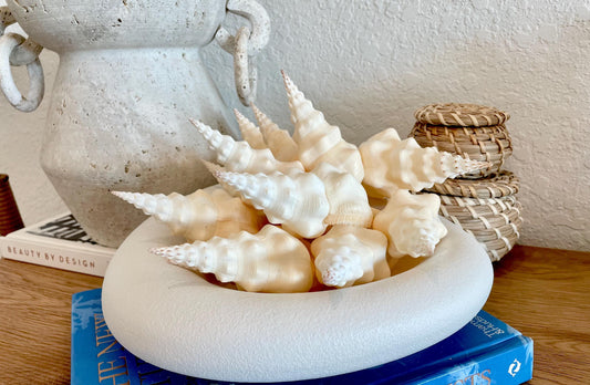 WAVY SPINDLE SHELLS 6-7" Ivory Long Natural Display Conch Seashell Coastal Beach Décor