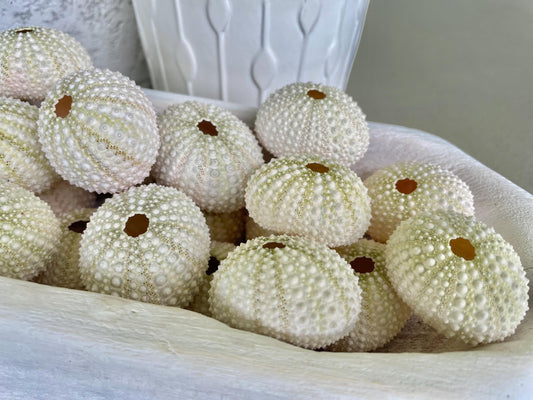 Light Green Sea Urchins (1.5-2.5") Natural Coastal Décor, Air Plant Holders