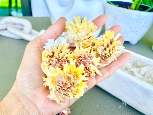 Spiny Jewel Box Seashell: 1-1.5" Orange, Yellow, Pink Coastal Décor