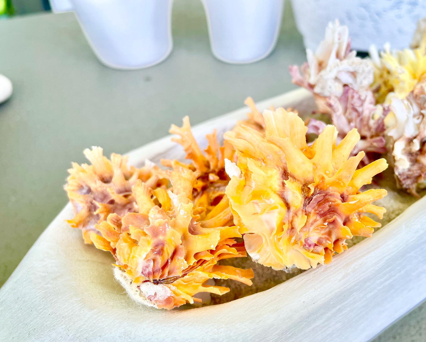 Spiny Jewel Box Seashell: 2-2.5" Orange, Yellow, Pink Coastal Décor