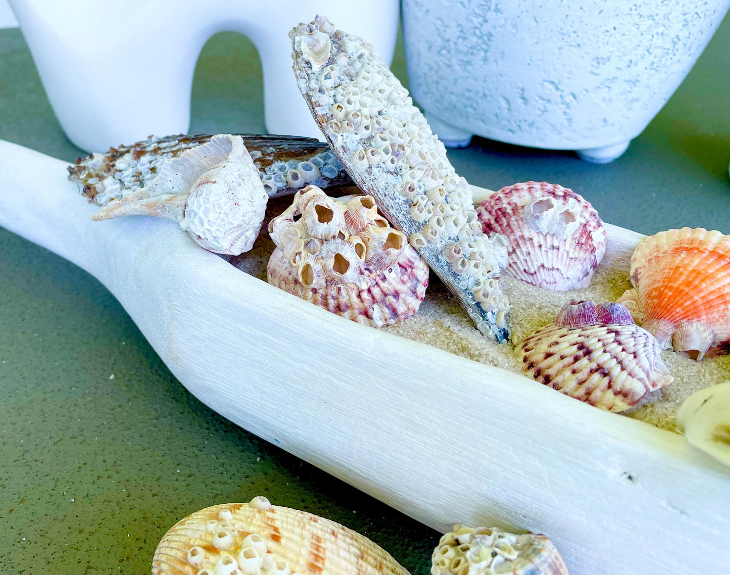 Seashells Covered In Barnacles 1-4" Pieces Coastal Décor Pirate Party Shells